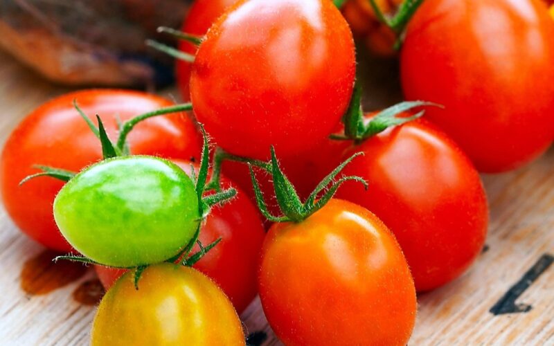 Avusturya’da Sicilya kokteyl domatesi uyarısı: AGES çiğ yemeyin dedi, 29 hasta var
