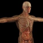 35 yaşından sonra vücut neden güç kaybeder? 47 yıllık İsveç araştırması ne diyor